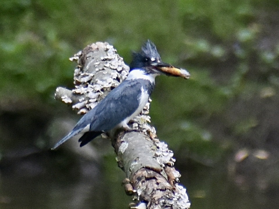 Belted Kingfisher - ML618195843