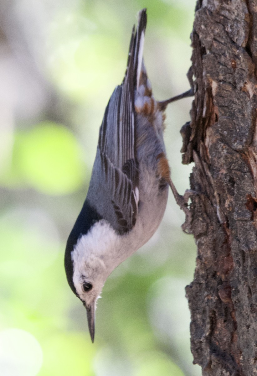 White-breasted Nuthatch - ML618195865
