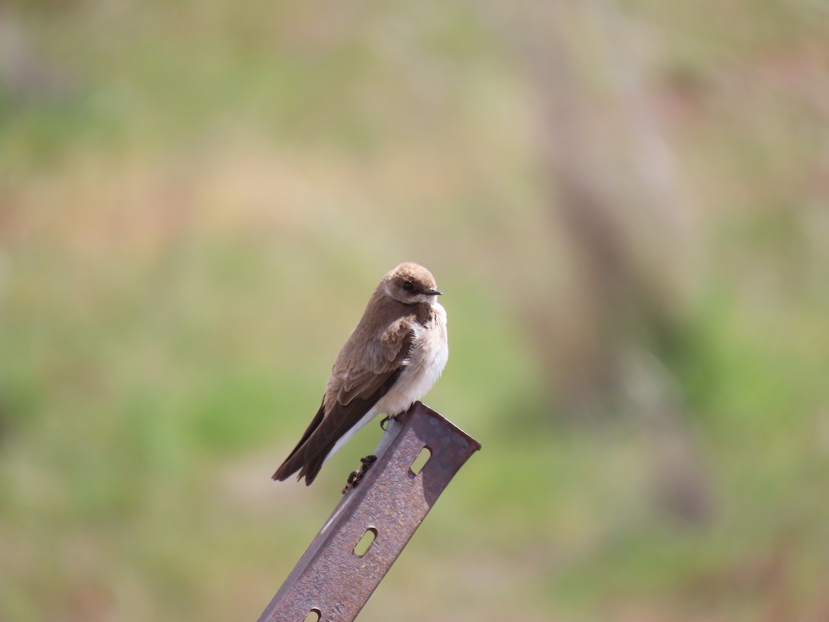 Northern Rough-winged Swallow (Northern) - Trent   Bray