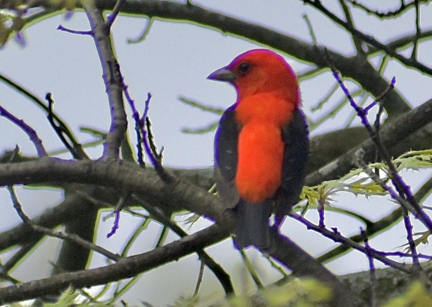 Scarlet Tanager - ML618195954