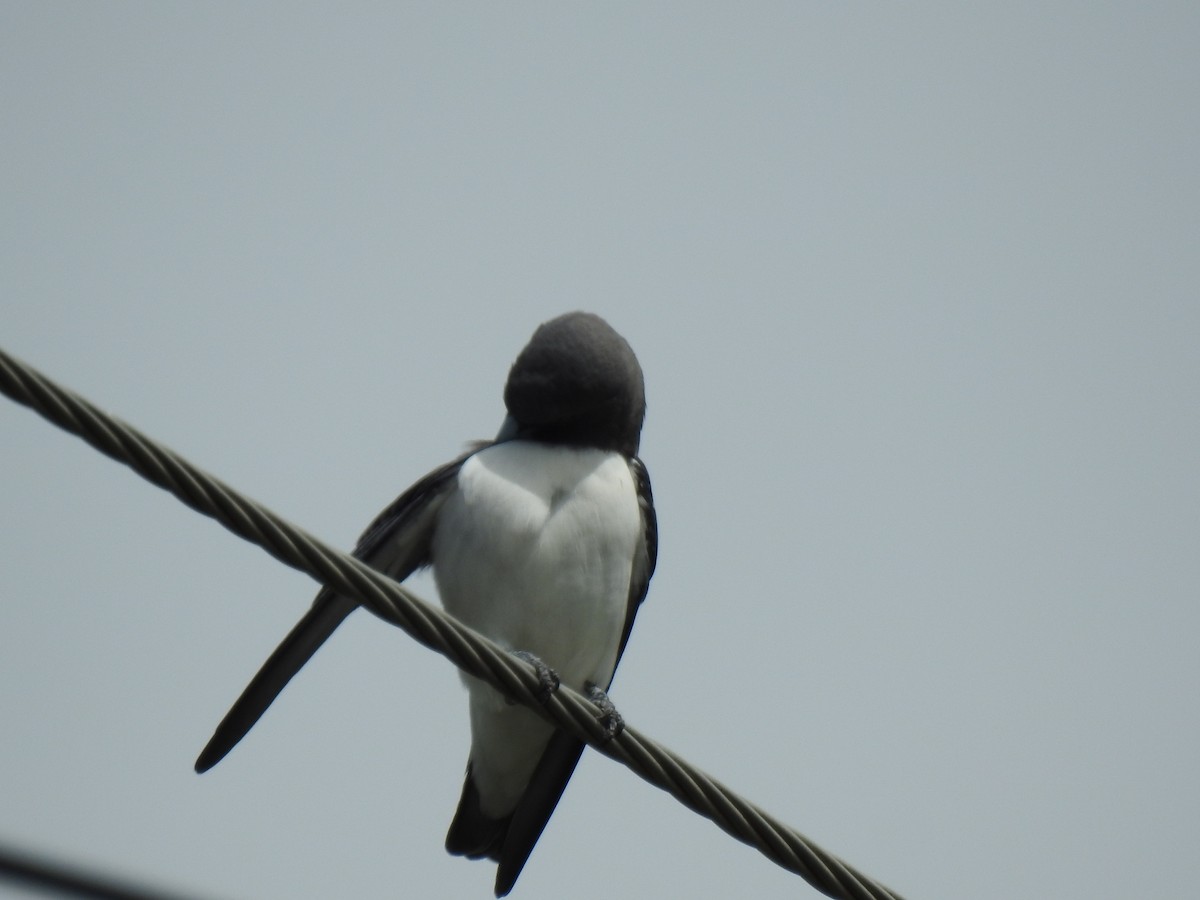 White-breasted Woodswallow - ML618195956