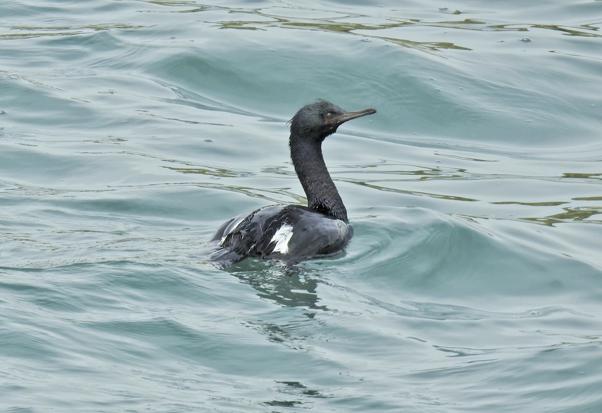 Pelagic Cormorant - ML618195973