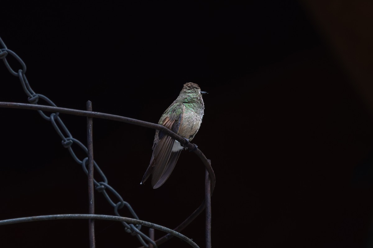 Berylline Hummingbird - Dave Brooke