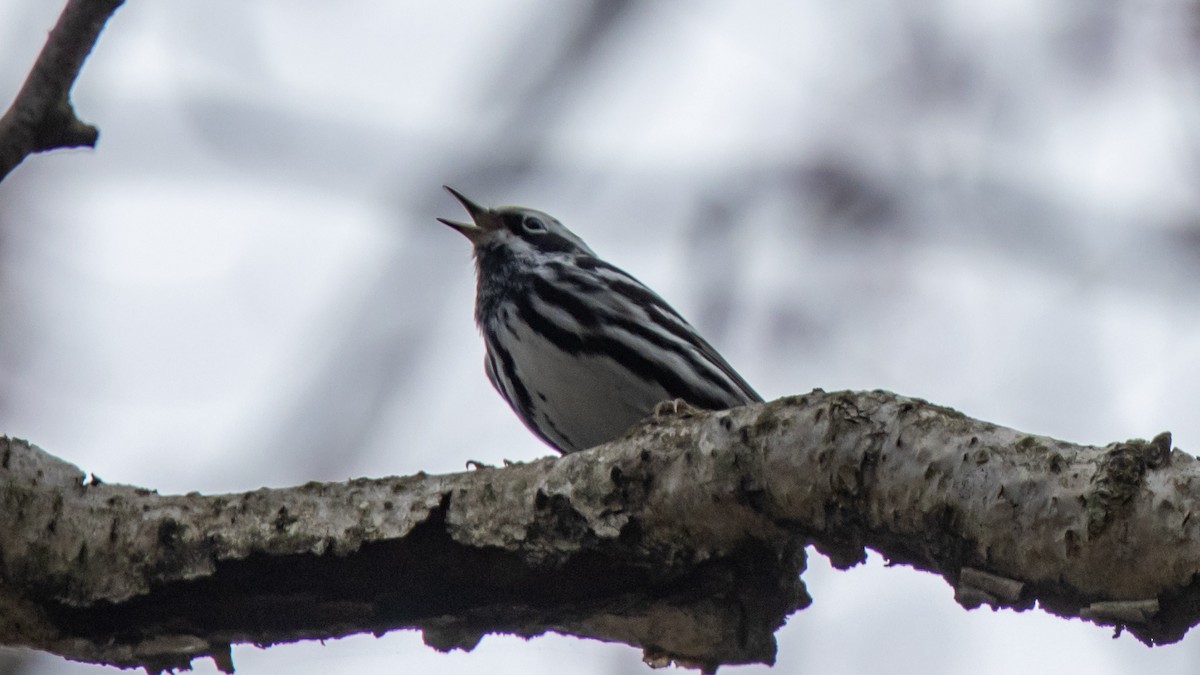 Black-and-white Warbler - ML618196009