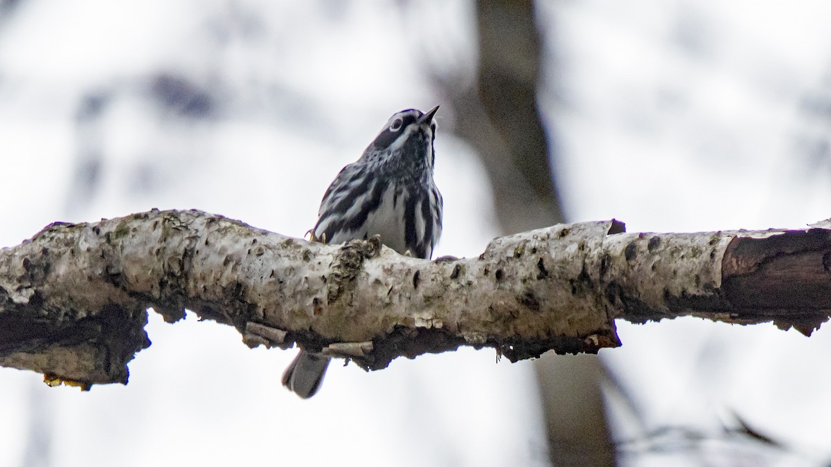 Black-and-white Warbler - ML618196010