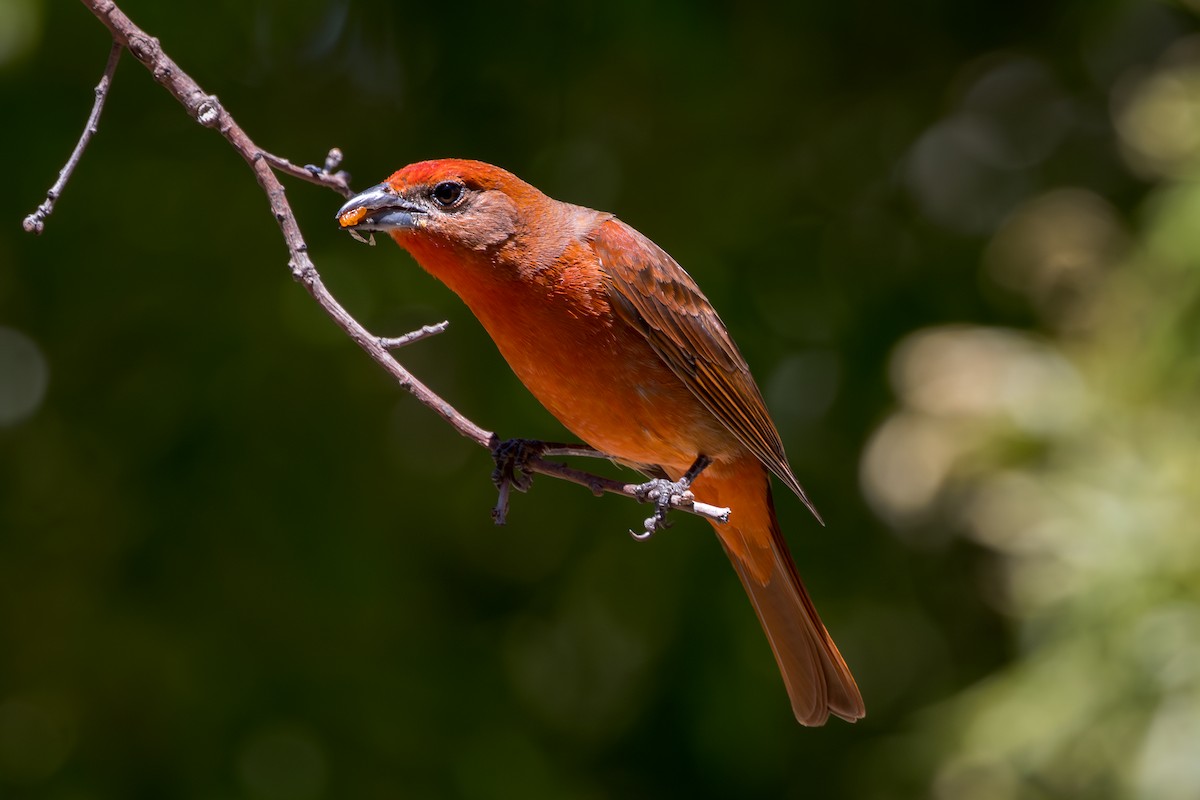 Hepatic Tanager - ML618196012