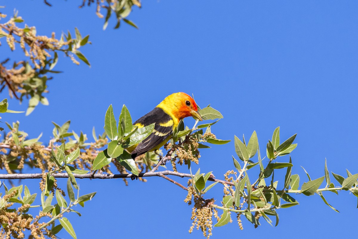 Western Tanager - ML618196015