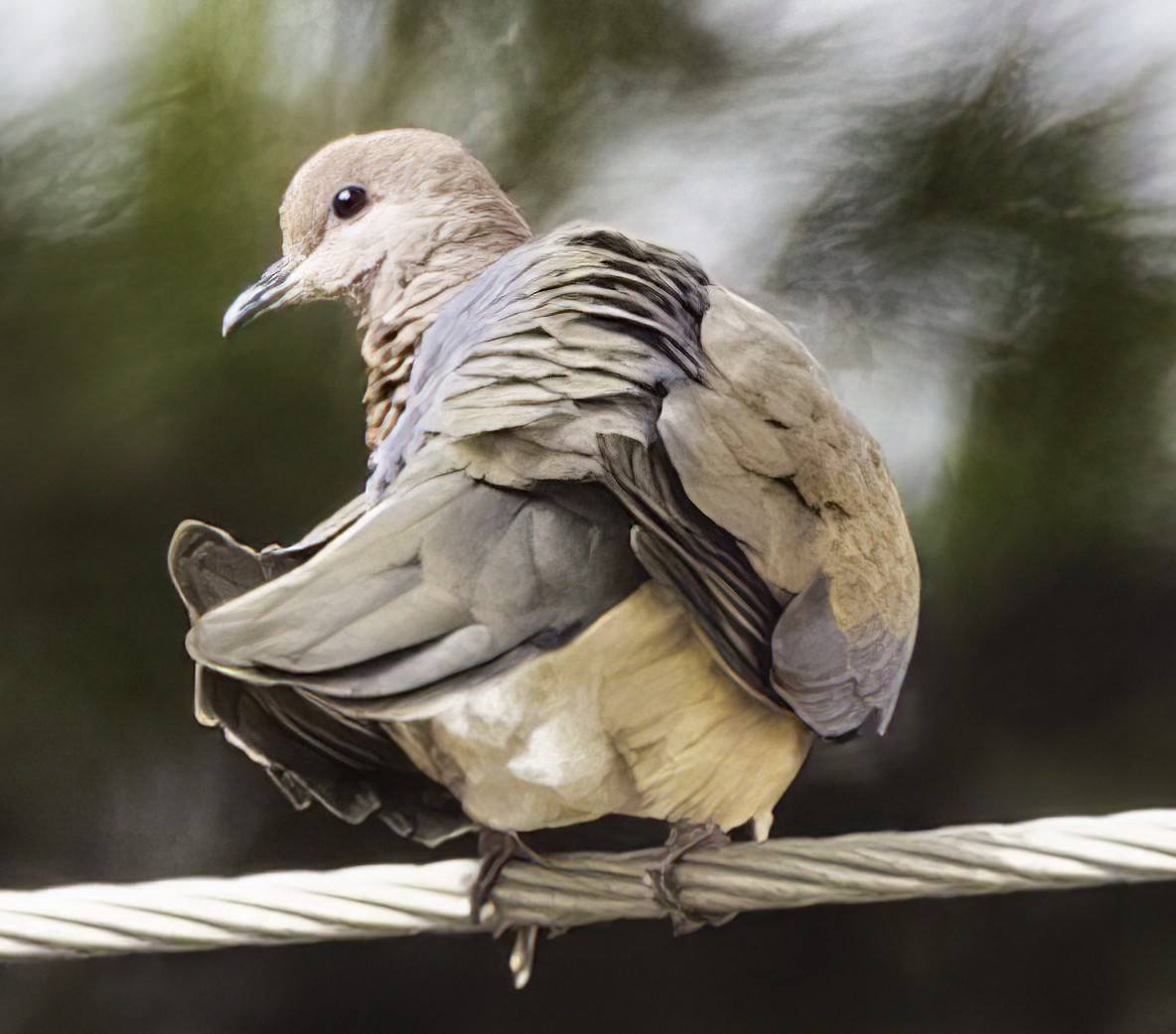 Laughing Dove - ML618196032