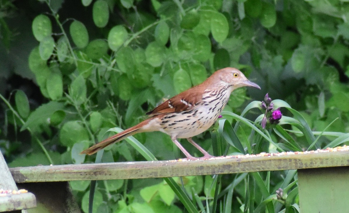 Brown Thrasher - Ed Leathers