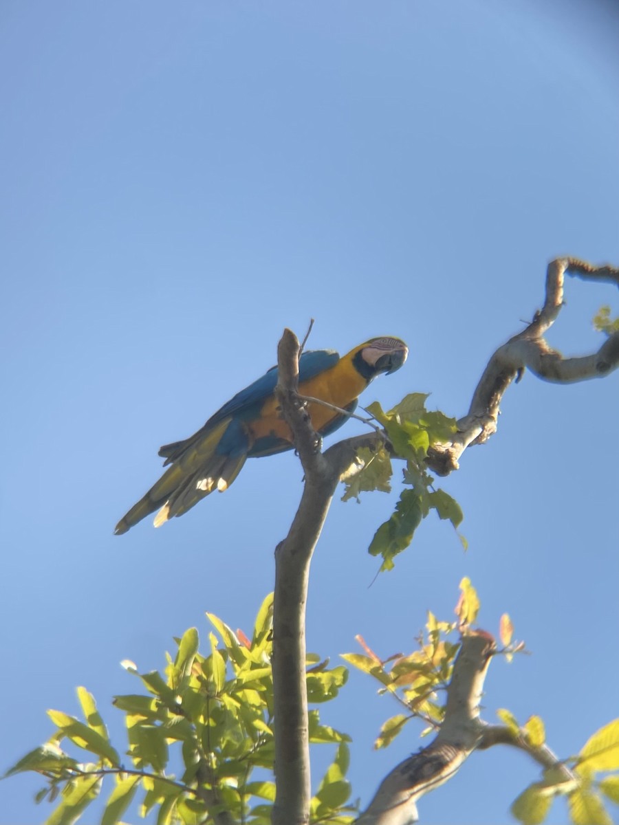 Blue-and-yellow Macaw - Taylor Smith
