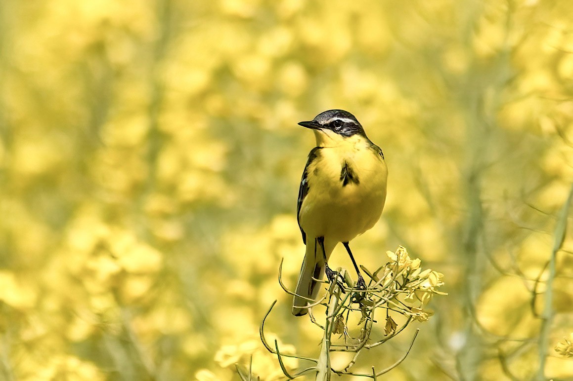 Western Yellow Wagtail (superciliaris-type intergrade) - A W