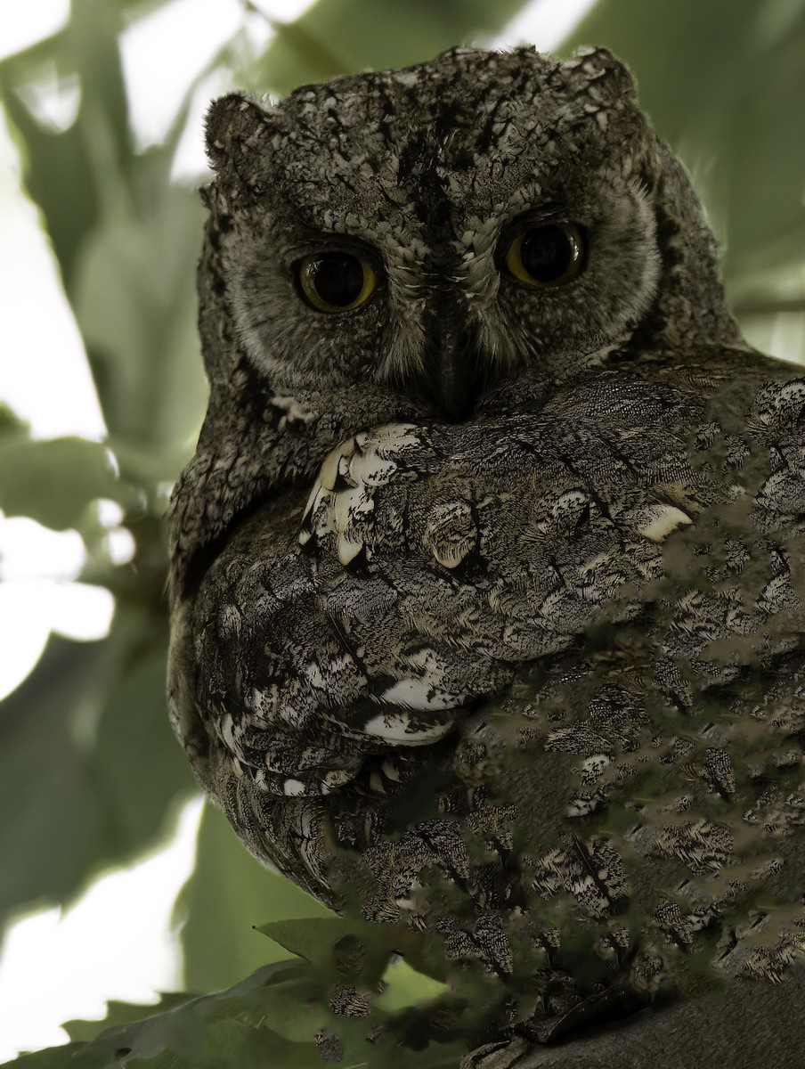 Eurasian Scops-Owl - ML618196063