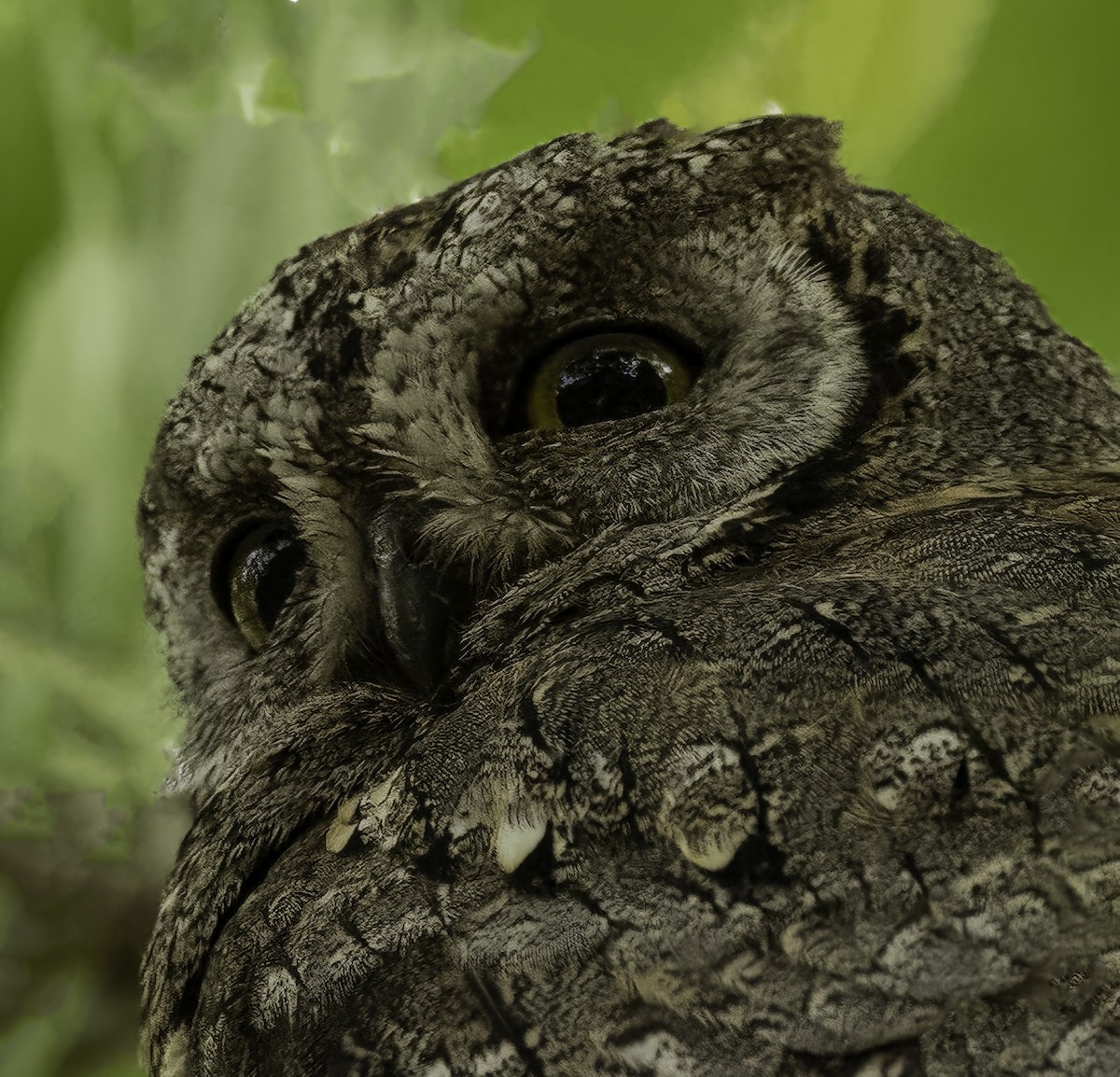 Eurasian Scops-Owl - ML618196064