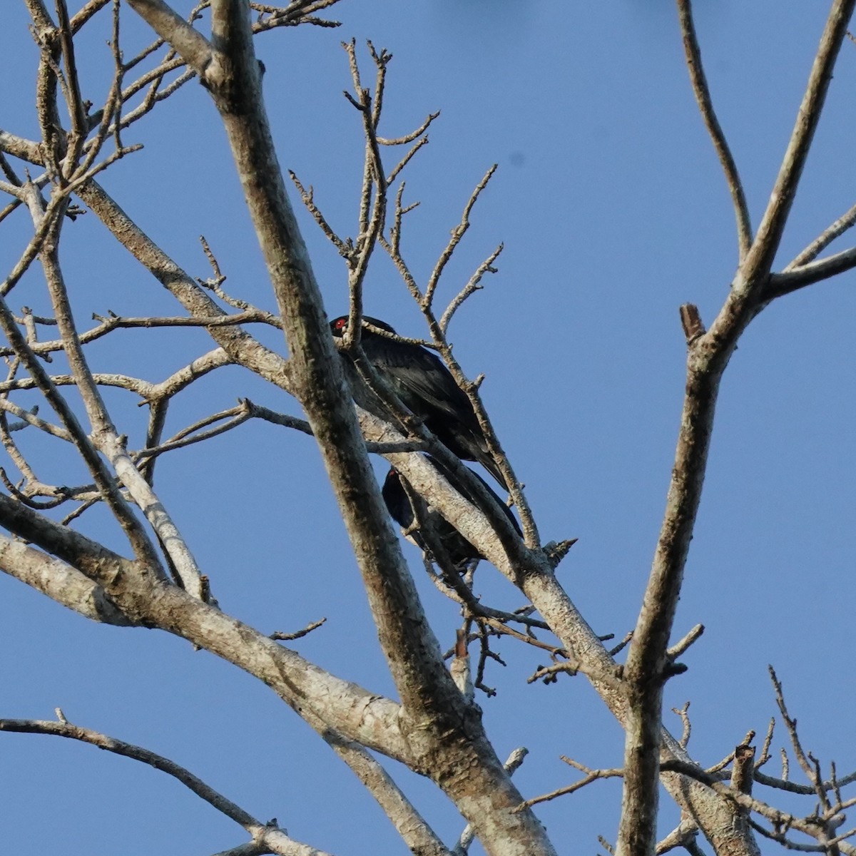 Short-tailed Starling - ML618196073