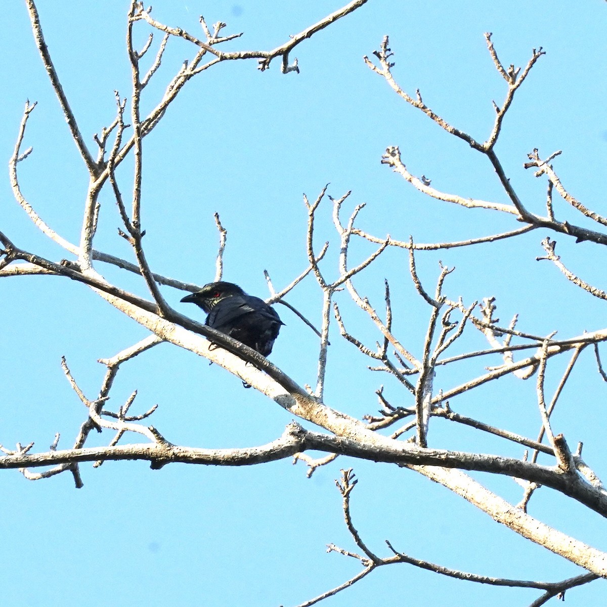 Short-tailed Starling - ML618196077