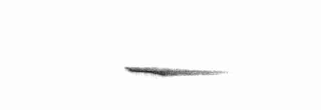 Short-tailed Babbler - ML618196082