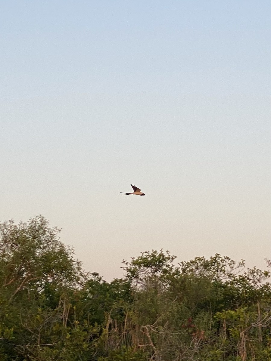 Swallow-tailed Kite - ML618196159