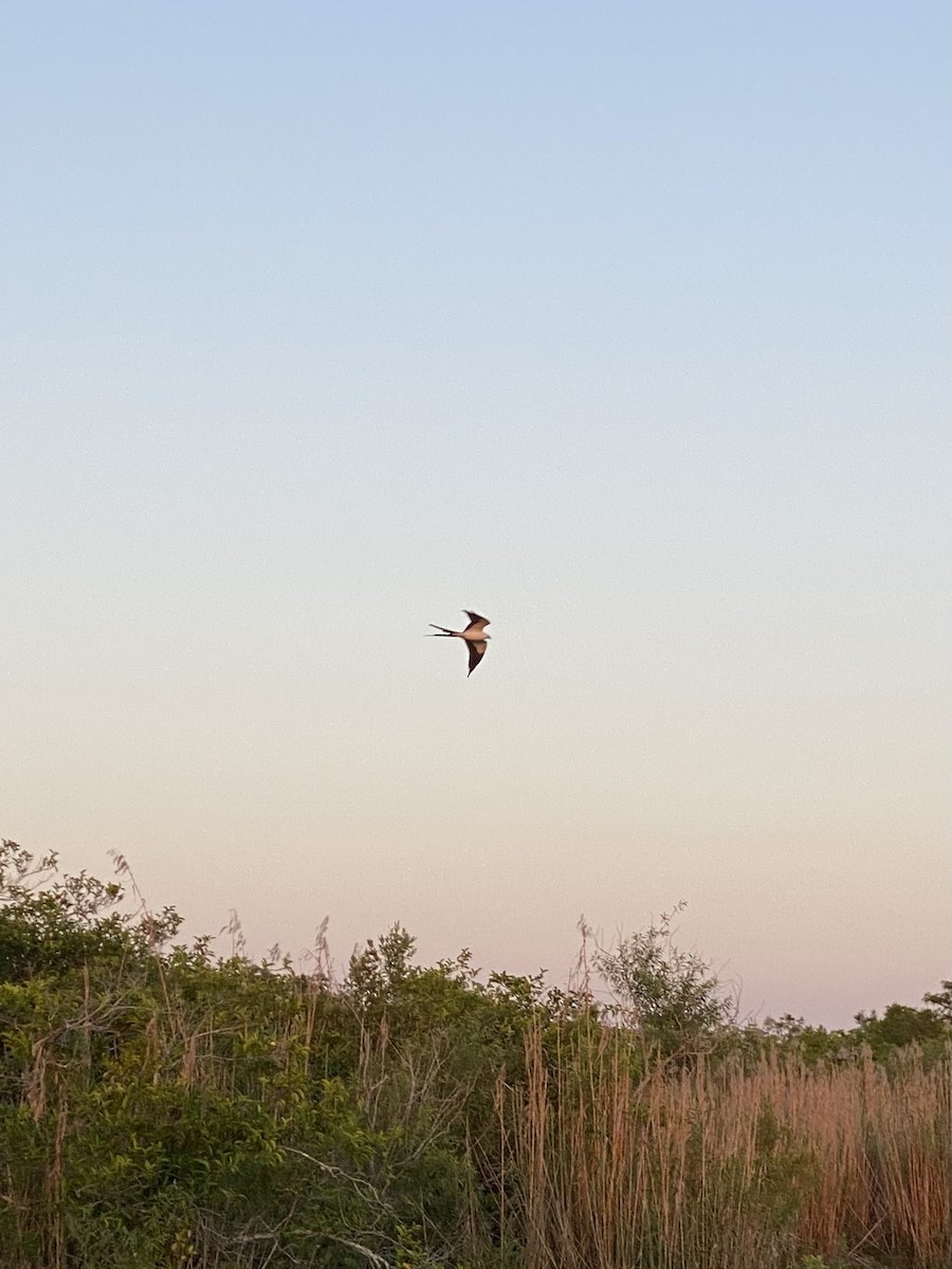 Swallow-tailed Kite - ML618196160