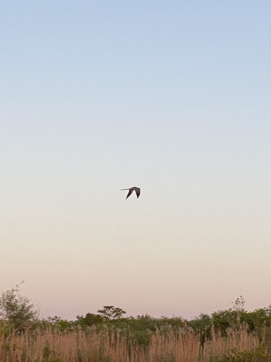 Swallow-tailed Kite - ML618196161