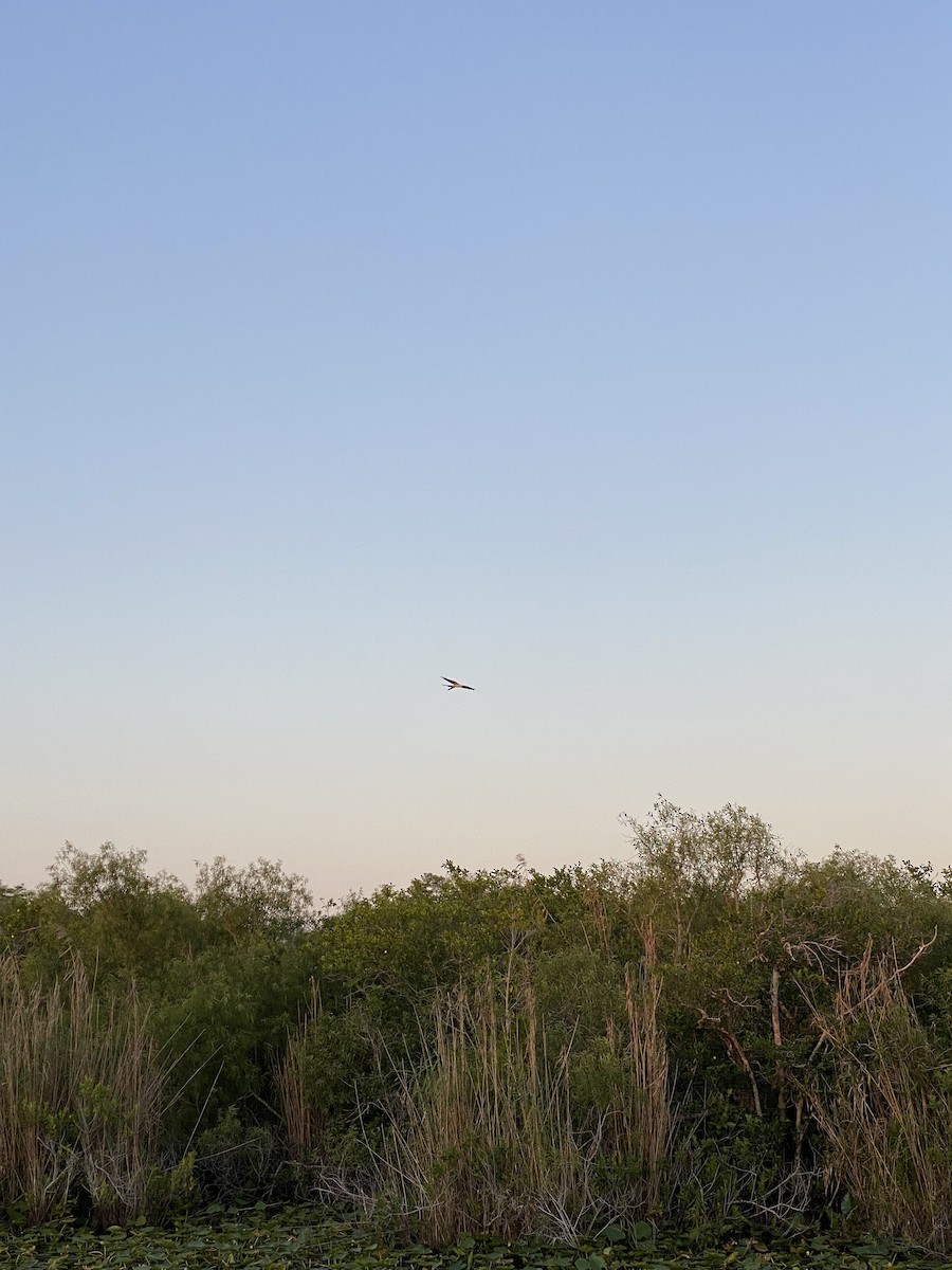 Swallow-tailed Kite - ML618196162
