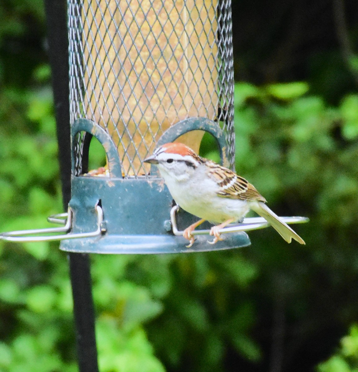 Chipping Sparrow - ML618196164