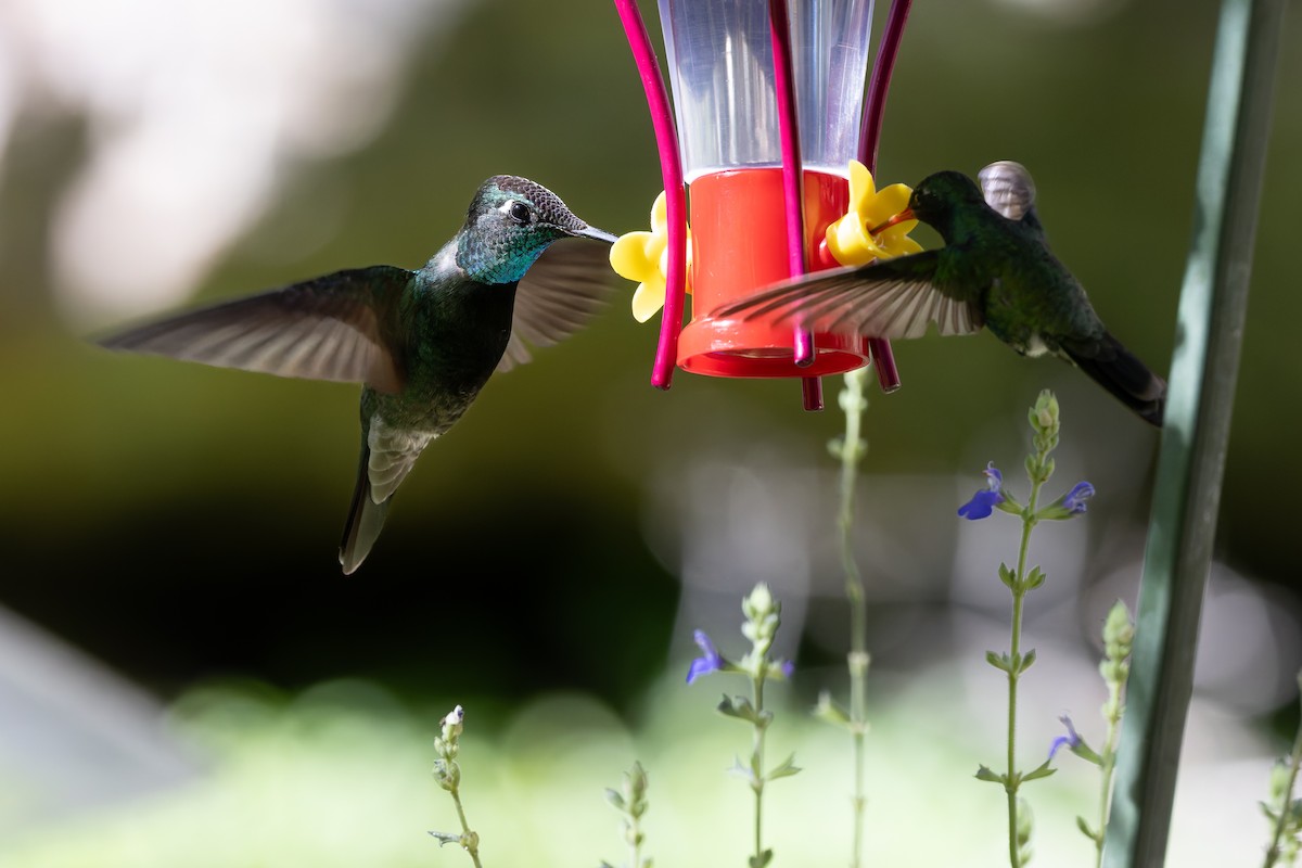 Rivoli's Hummingbird - Dave Brooke