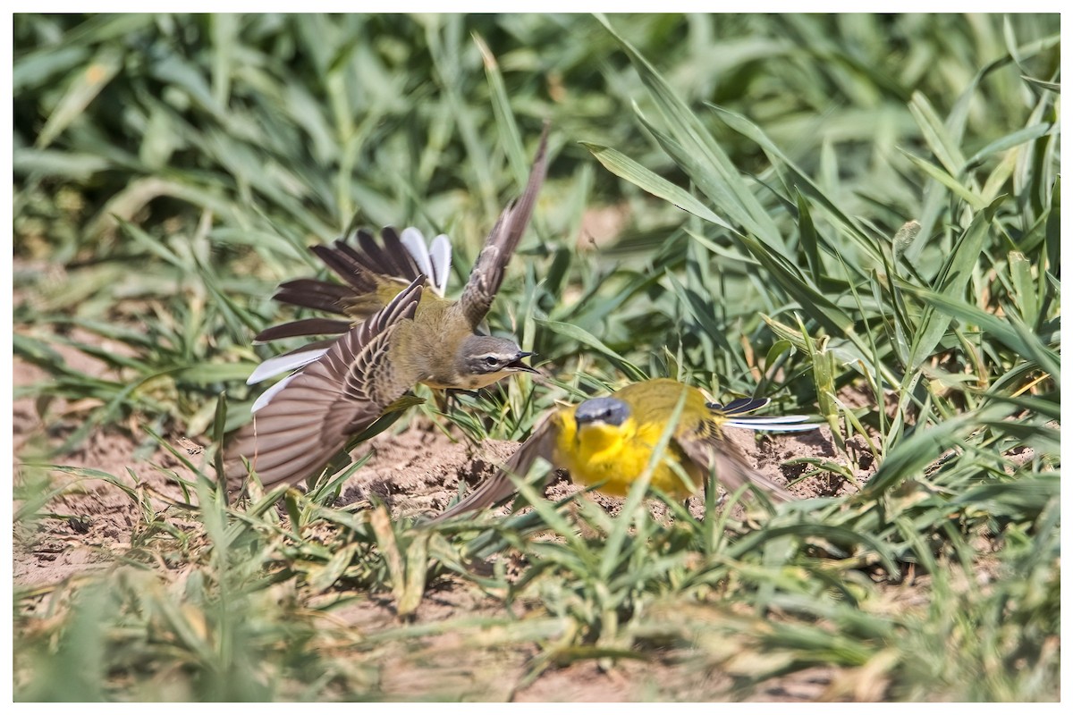 Western Yellow Wagtail - A W