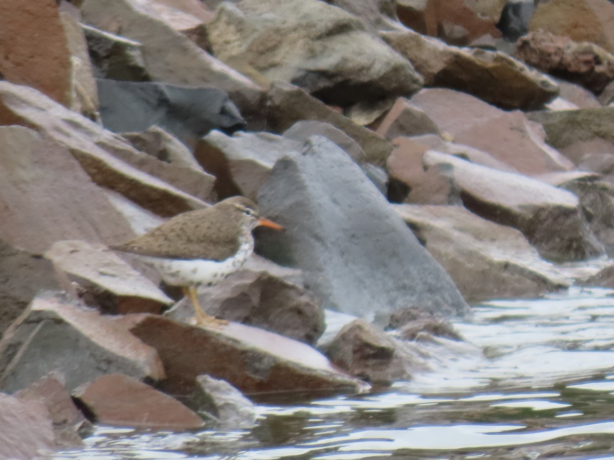 Spotted Sandpiper - Trent   Bray