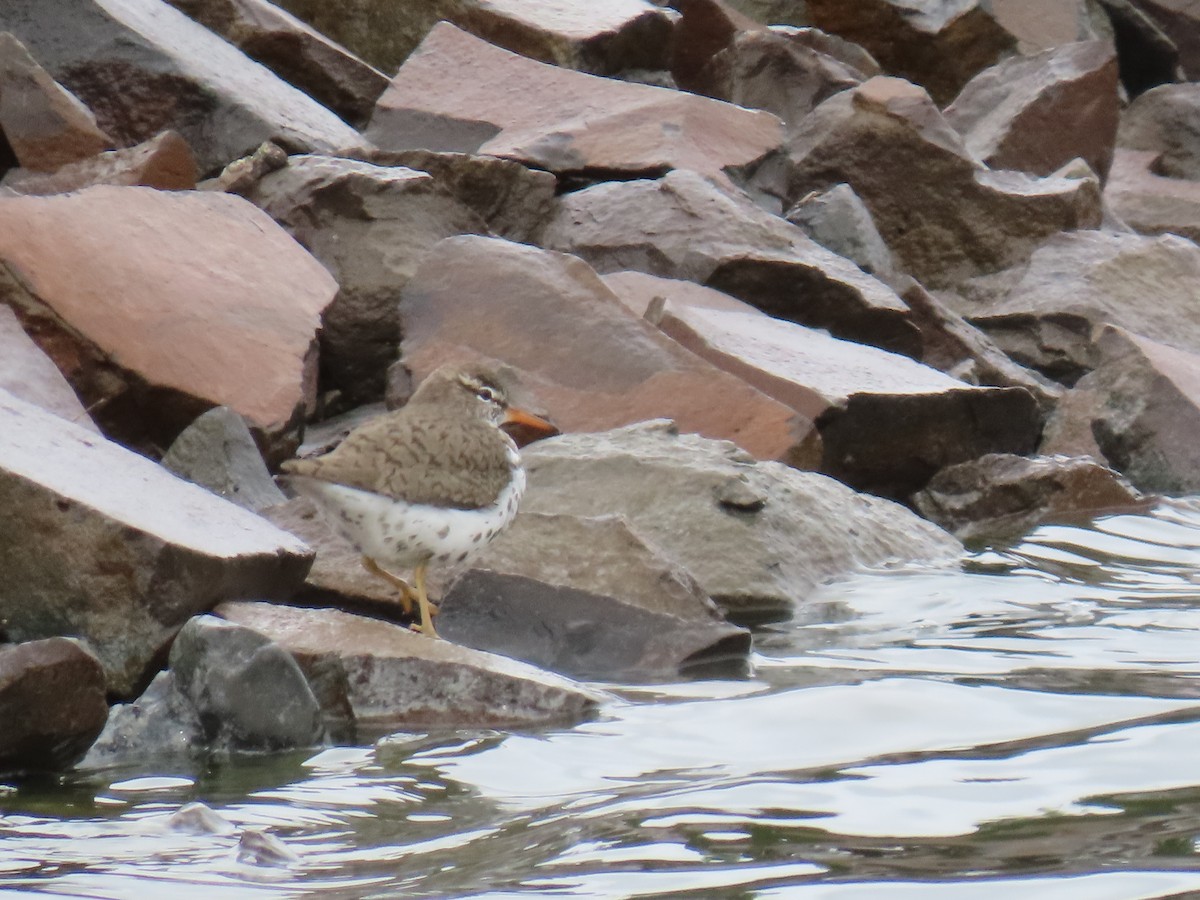 Spotted Sandpiper - Trent   Bray