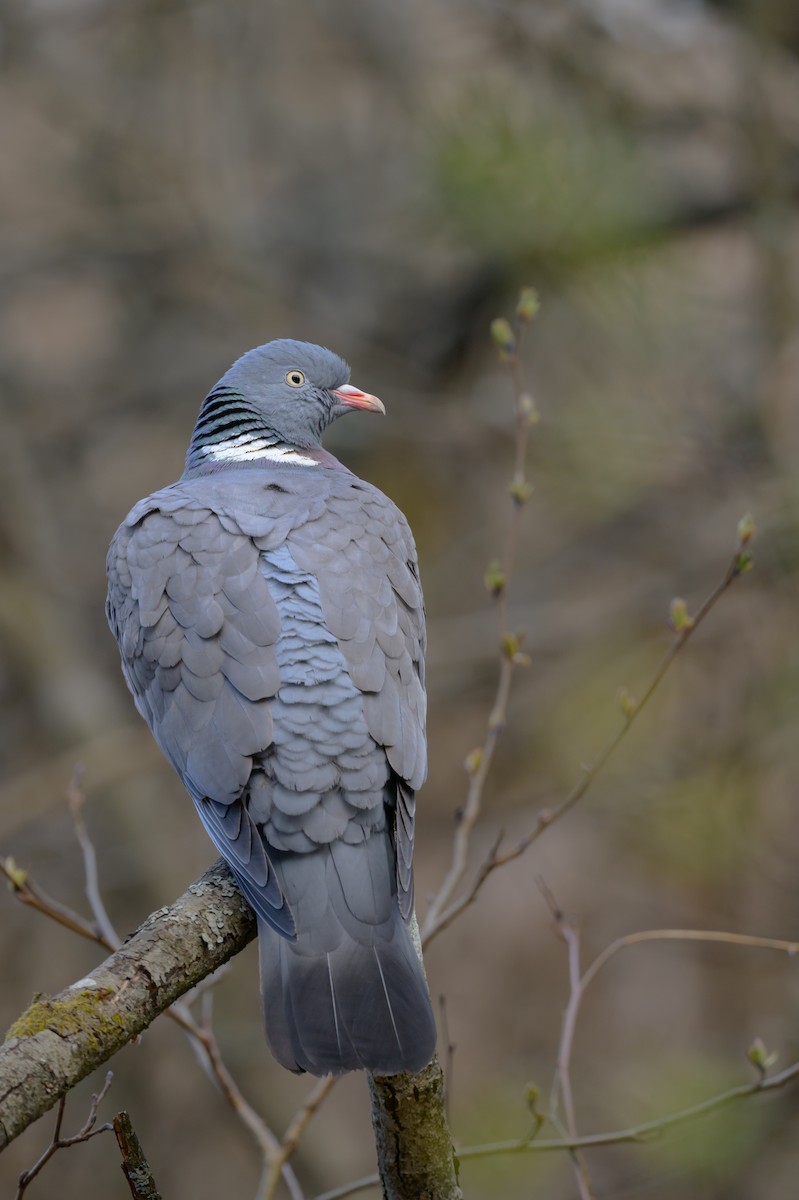 Common Wood-Pigeon - ML618196237