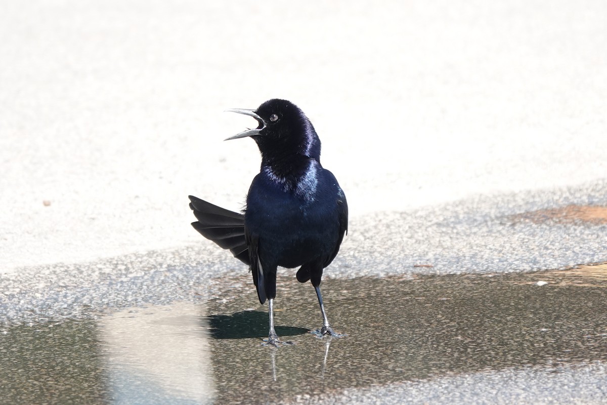 Boat-tailed Grackle - ML618196260