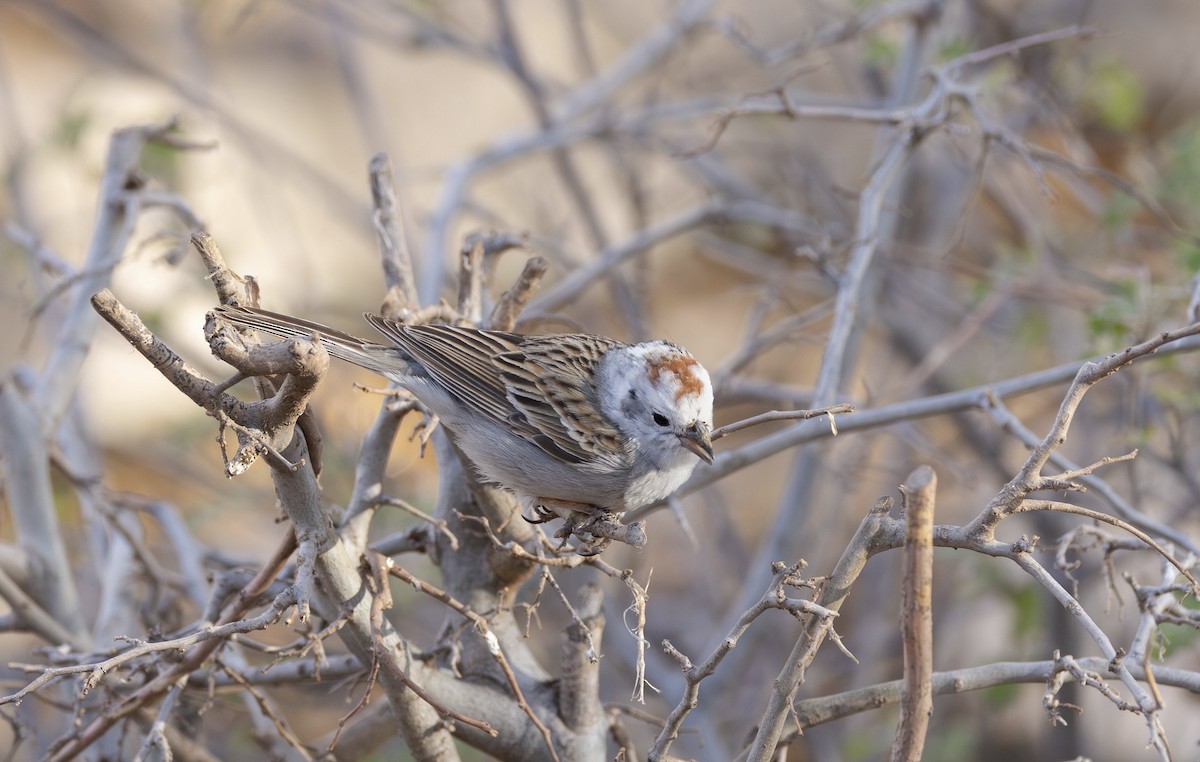 Chipping Sparrow - ML618196263