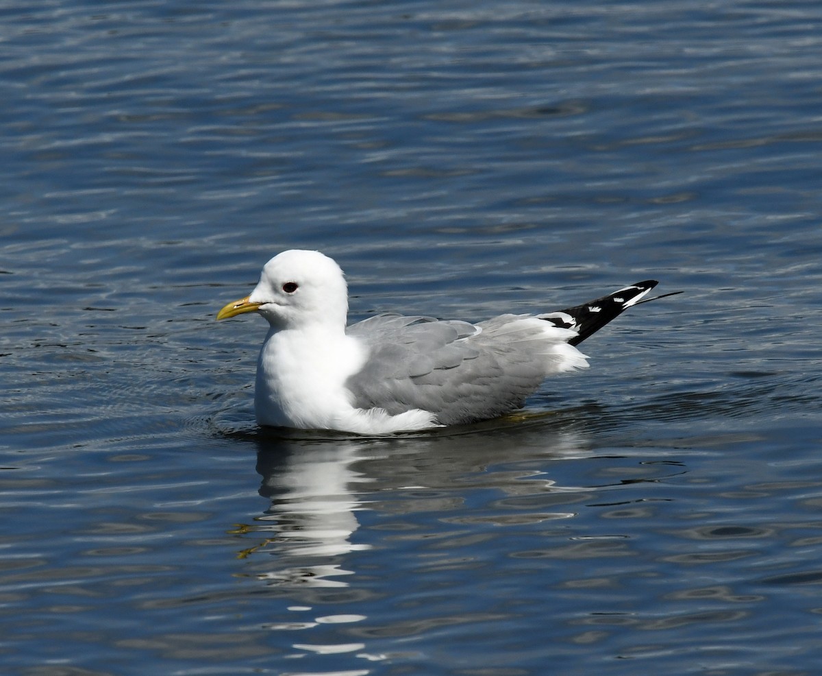 Short-billed Gull - Richard Taylor