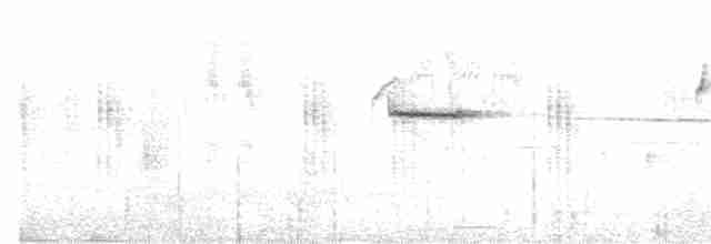 Гималайская широкохвостка - ML618196285