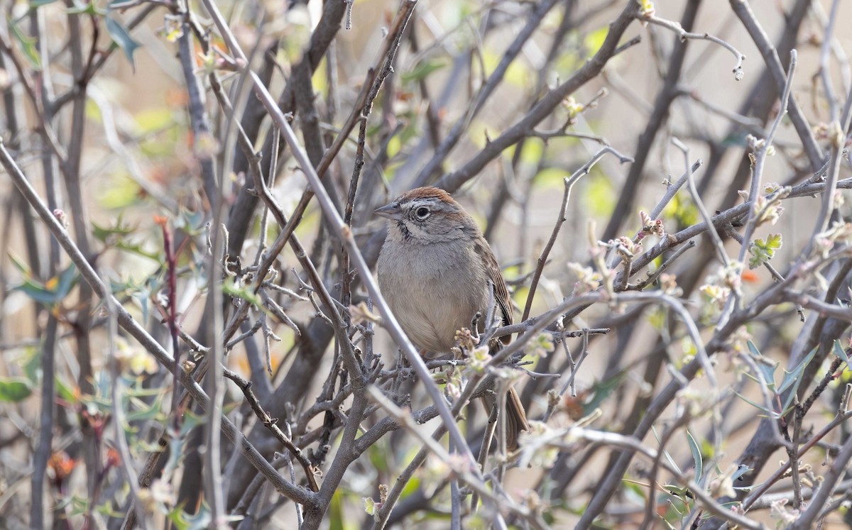 Rufous-crowned Sparrow - ML618196290