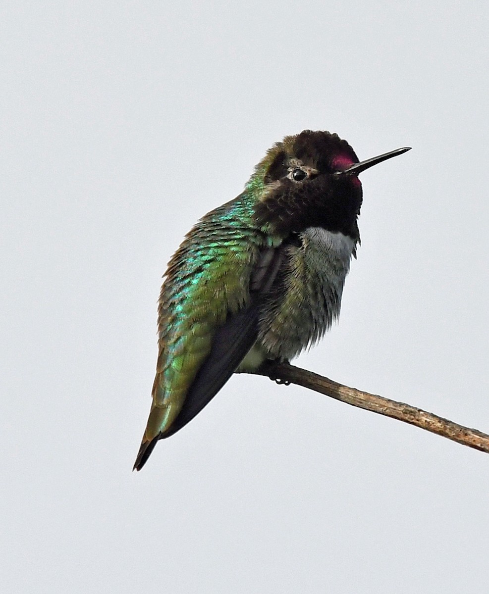 Anna's Hummingbird - ML618196324