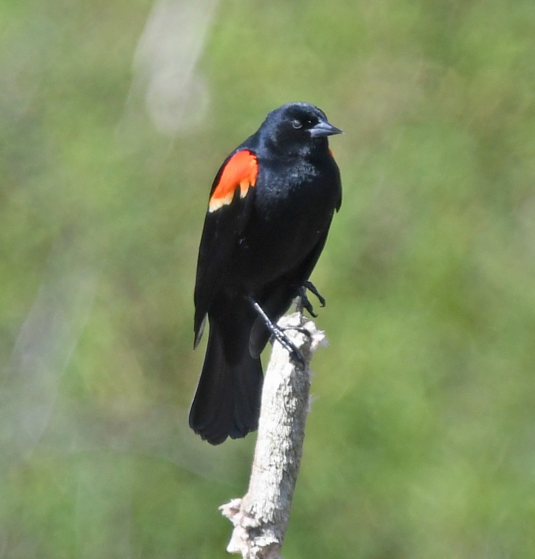 Red-winged Blackbird - ML618196371