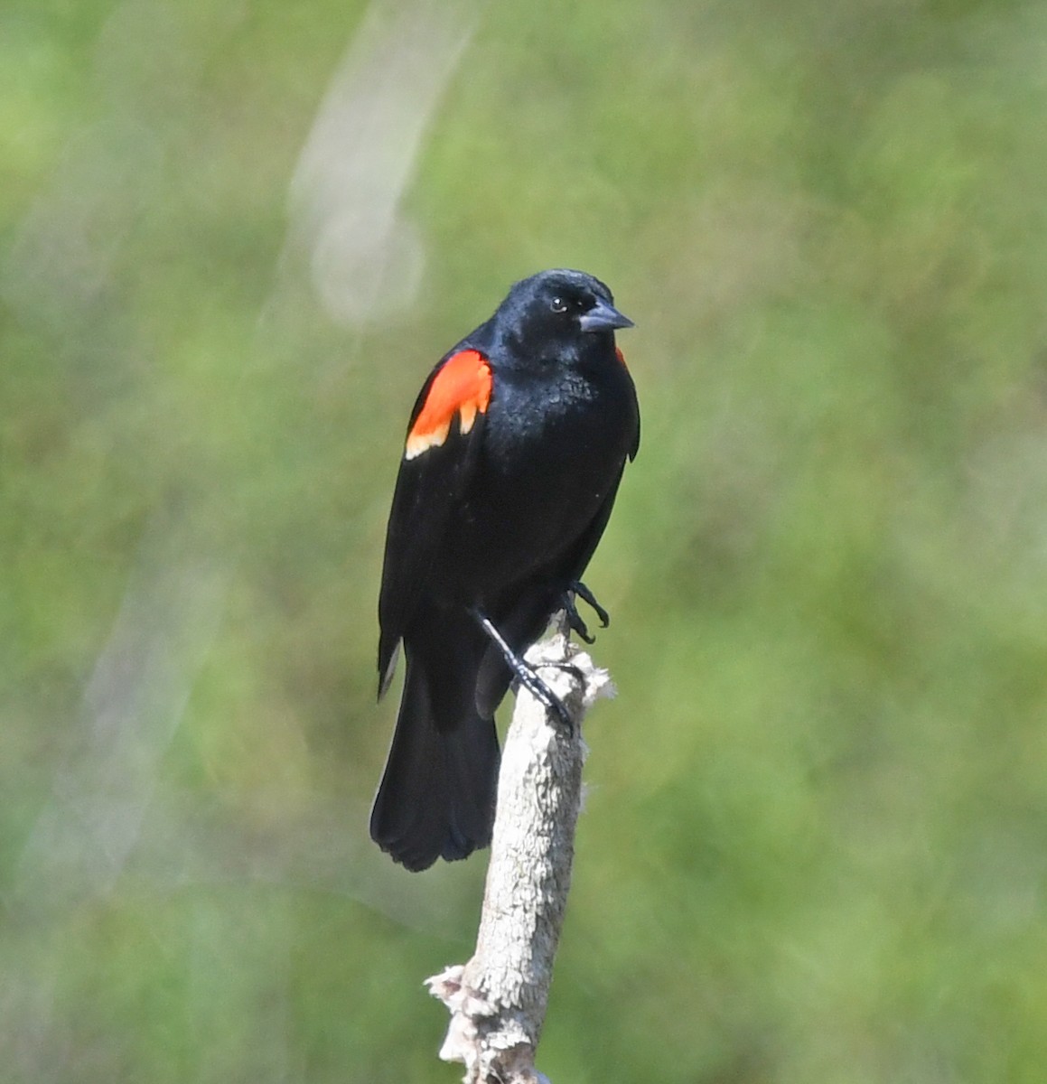 Red-winged Blackbird - ML618196372