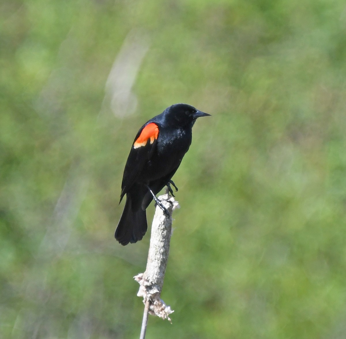Red-winged Blackbird - ML618196373