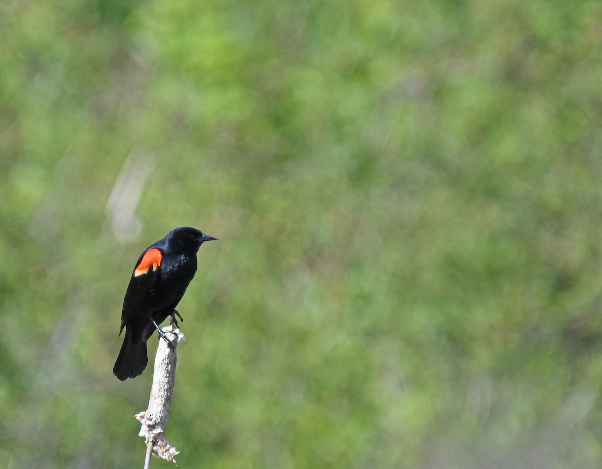 Red-winged Blackbird - Richard Taylor