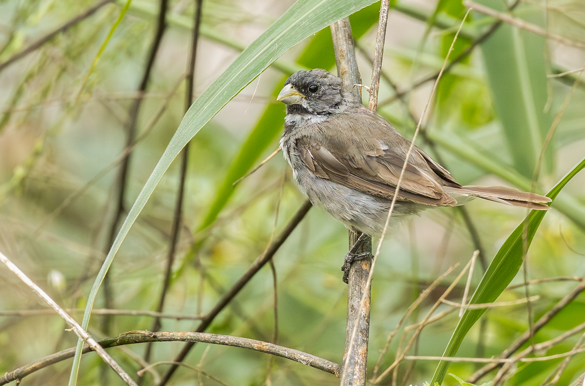 Double-collared Seedeater - ML618196397