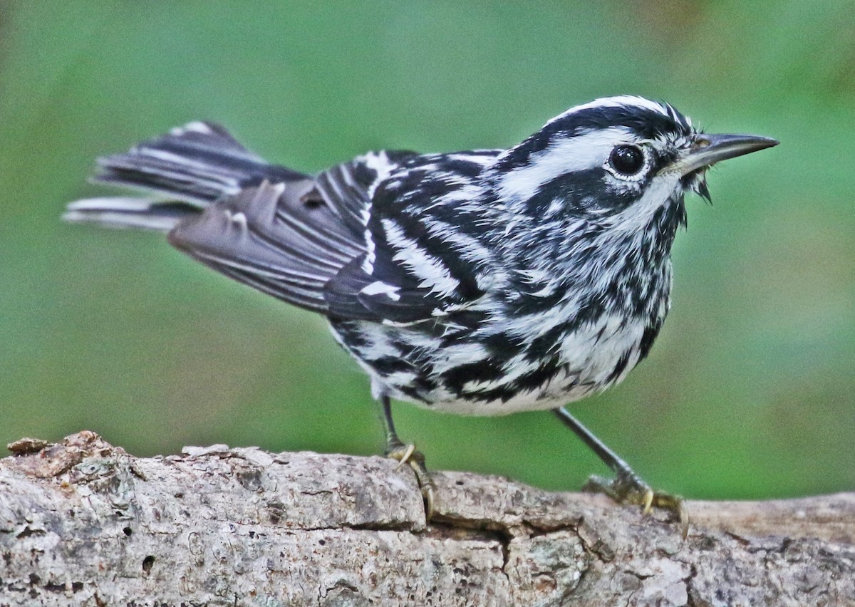 Black-and-white Warbler - ML618196398