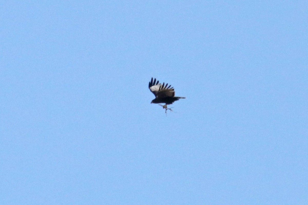 Zone-tailed Hawk - ML618196424