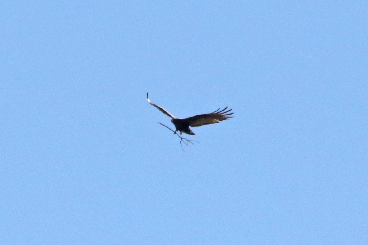 Zone-tailed Hawk - ML618196425