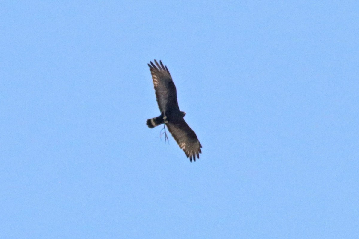 Zone-tailed Hawk - ML618196426
