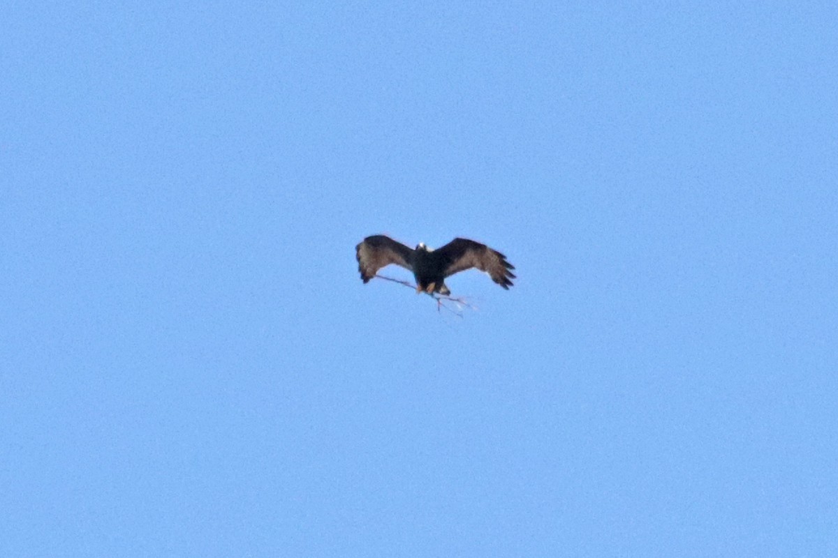 Zone-tailed Hawk - ML618196427