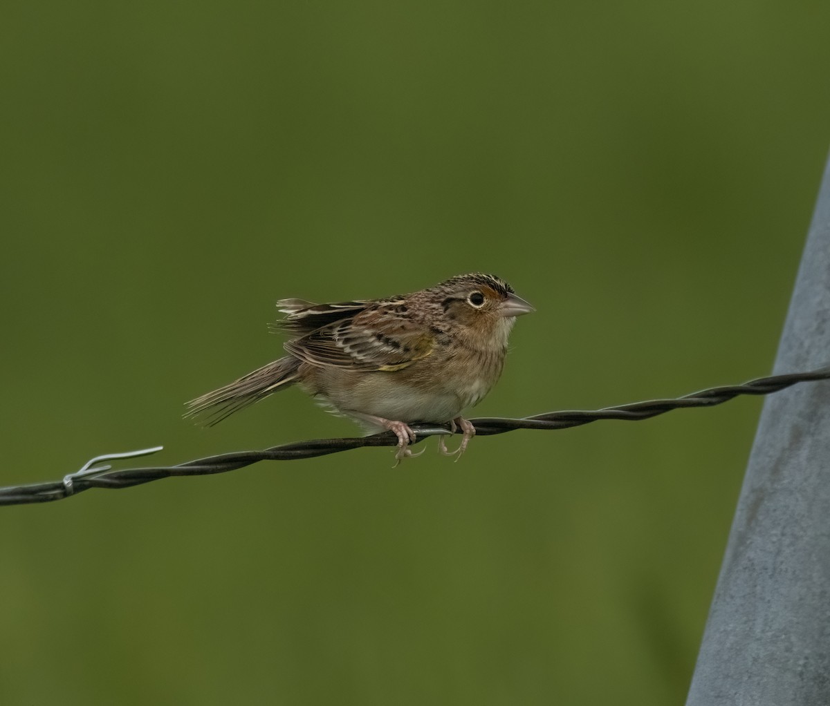 Grasshopper Sparrow - ML618196434