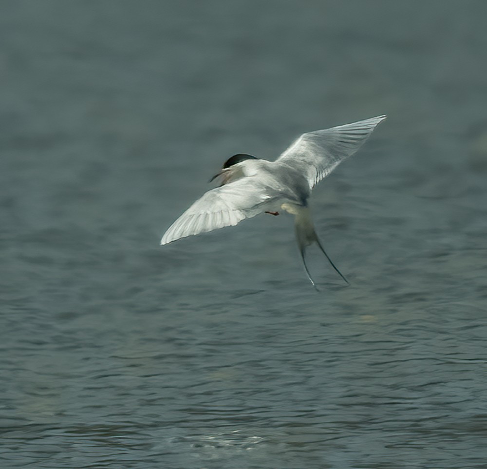 Forster's Tern - Terry Karlin