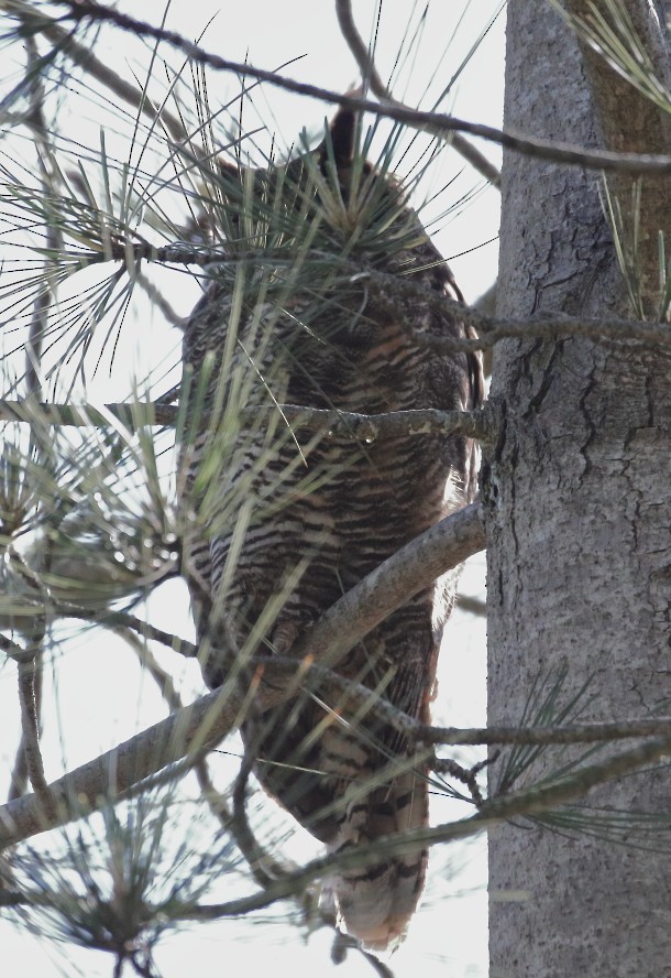 Great Horned Owl - ML618196467
