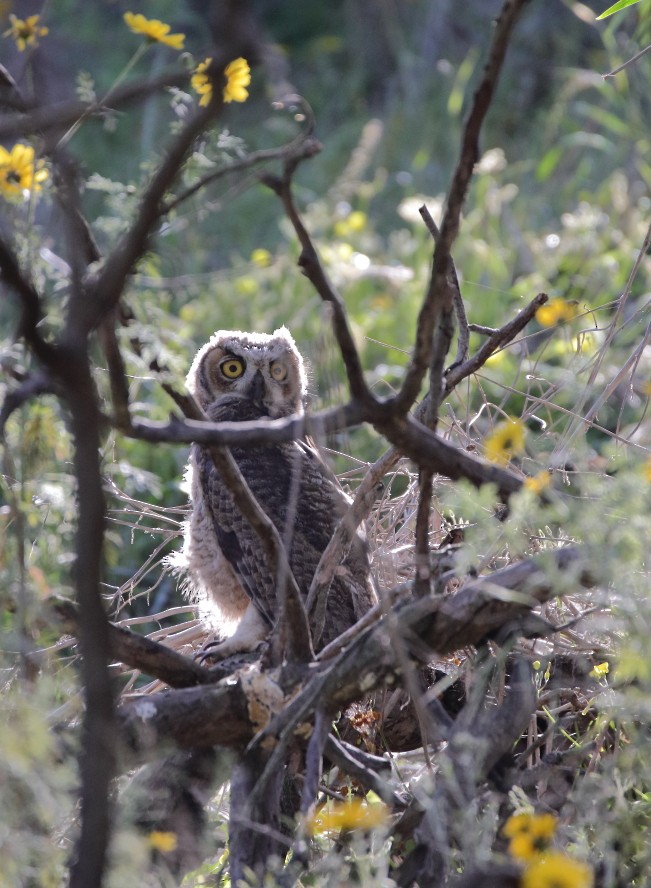 Great Horned Owl - ML618196471
